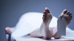 Bogor Dua Pemuda Digigit Ular Weling Satu Tewas Satu Kritis