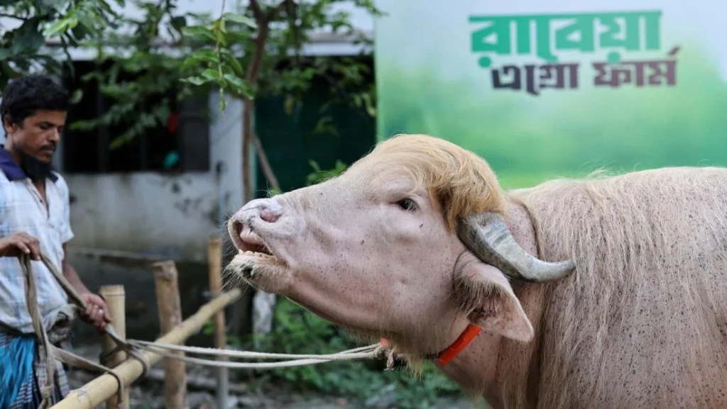 Kerbau Albino Donald Trump Hebohkan Bangladesh Jelang Idul Adha