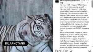 Harimau Putih Semarang Zoo Mati Sejak Maret Sekda Ungkap Penyebabnya