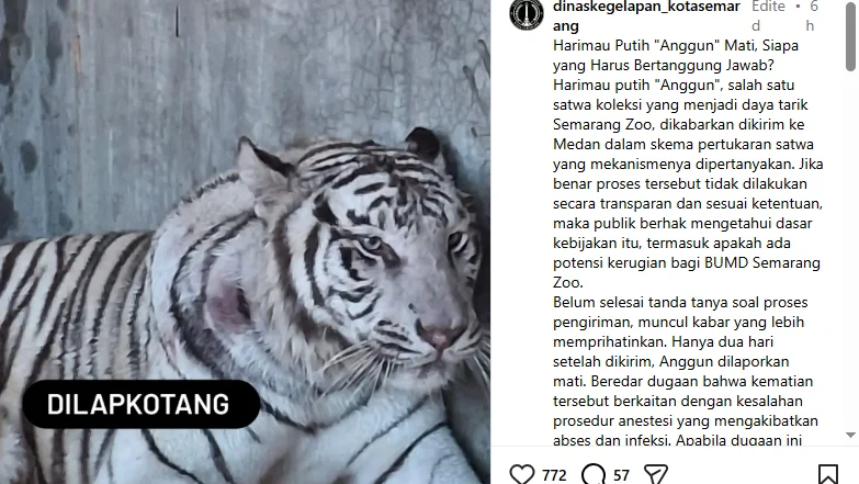Harimau Putih Semarang Zoo Mati Sejak Maret Sekda Ungkap Penyebabnya
