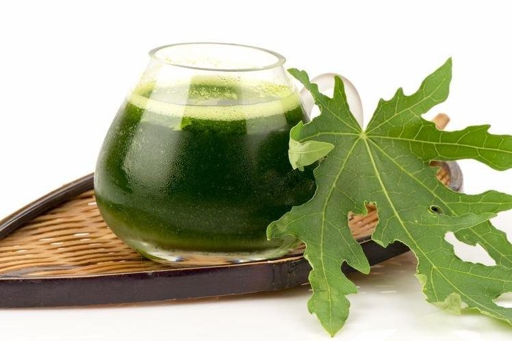 Aturan Minum Jamu Daun Pepaya Untuk Demam Berdarah Panduan Lengkap Dan Aman