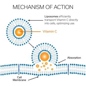 Memahami Perbedaan Antara Vitamin C Konvensional Dan Teknologi Liposom Untuk Kesehatan Optimal