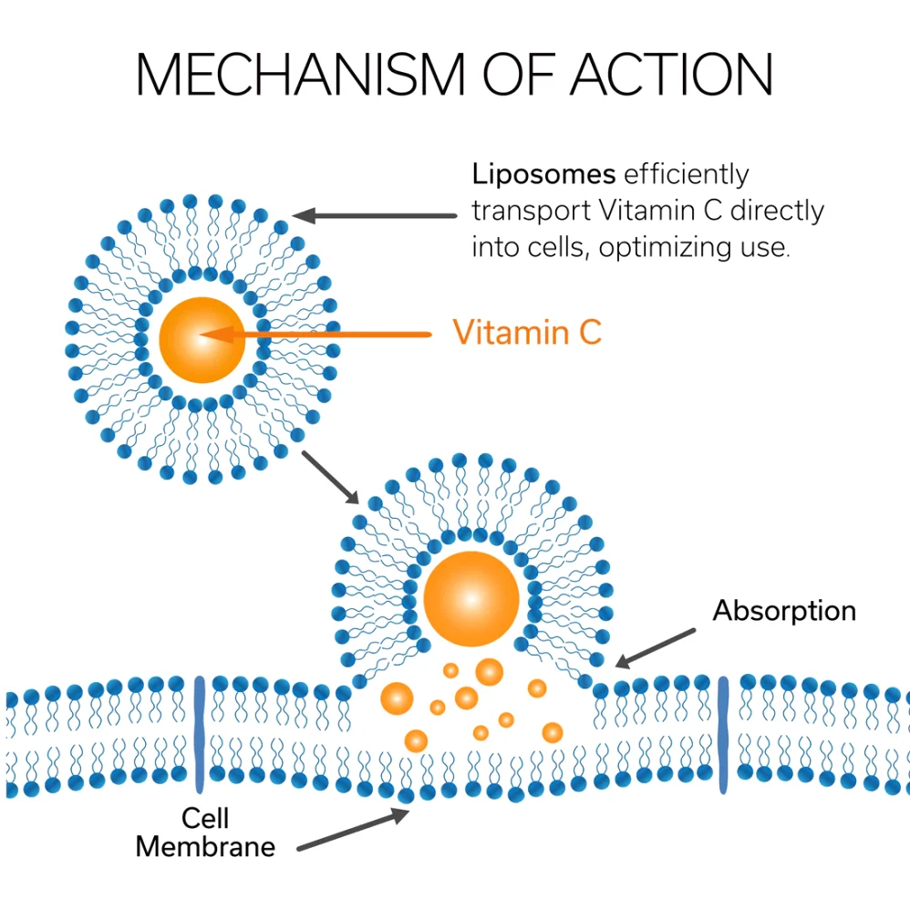 Memahami Perbedaan Antara Vitamin C Konvensional Dan Teknologi Liposom Untuk Kesehatan Optimal